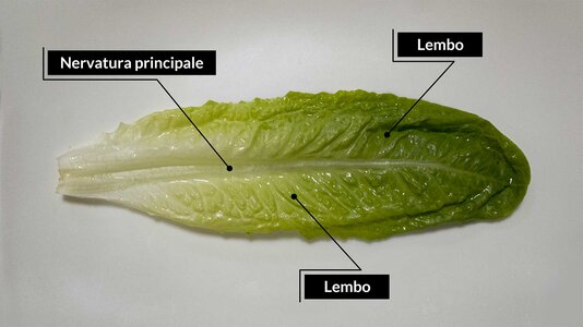 lattuga romana - foglia.jpg lattuga romana - foglia.jpg
